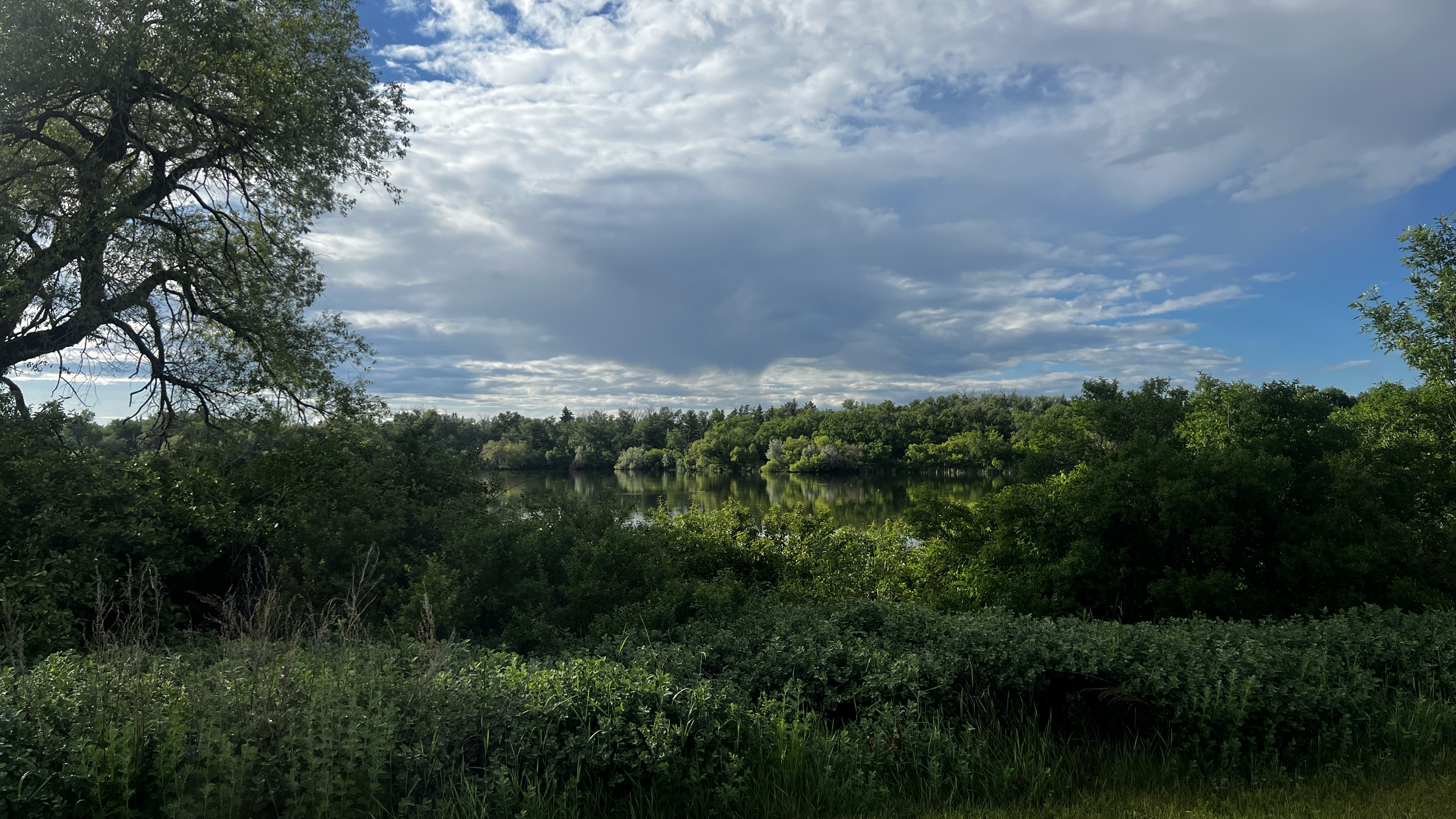 Bushes and lake